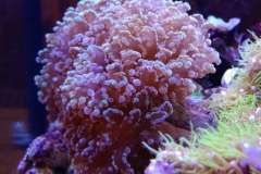 hard-coral-green-tip-frogspawn-cluster-0pen-012