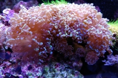 hard-coral-green-tip-frogspawn-cluster-0pen-013