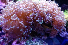 hard-coral-green-tip-frogspawn-cluster-0pen-014