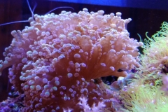 hard-coral-green-tip-frogspawn-cluster-0pen-015