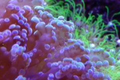 hard-coral-green-tip-frogspawn-cluster-0pen-016