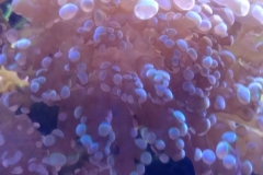 hard-coral-green-tip-frogspawn-cluster-0pen-017