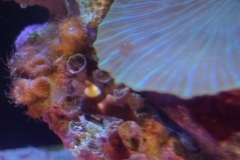 hard-coral-pink-shell-cluster-001