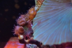 hard-coral-pink-shell-cluster-002