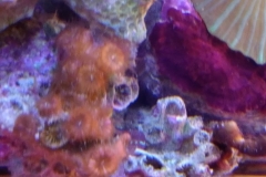 hard-coral-pink-shell-cluster-003