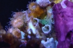 hard-coral-pink-shell-cluster-004