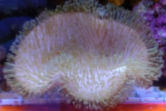 soft-coral-leather-green-long-tip-001