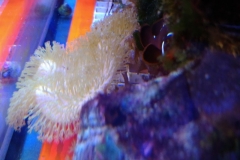 soft-coral-leather-green-long-tip-002