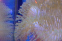 soft-coral-leather-green-long-tip-003