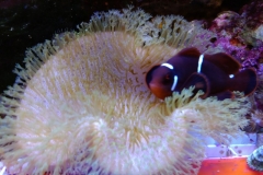 soft-coral-leather-green-long-tip-004