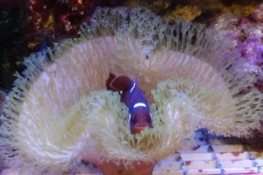 soft-coral-leather-green-long-tip-005