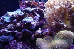 soft-coral-leather-green-tip-001