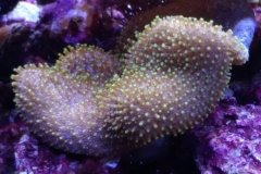 soft-coral-leather-green-tip-002