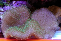 soft-coral-leather-green-tip-004