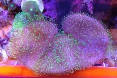 soft-coral-leather-green-tip-005