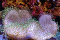 soft-coral-leather-green-tip-006