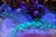 soft-coral-leather-green-tip-008