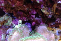 soft-coral-leather-green-tip-009