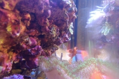 soft-coral-leather-green-tip-010