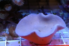 soft-coral-leather-green-tip-011