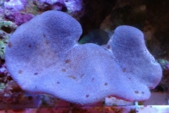 soft-coral-leather-green-tip-012