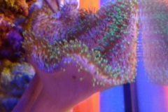 soft-coral-leather-green-tip-013