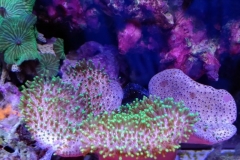 soft-coral-leather-green-tip-014