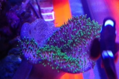 soft-coral-leather-green-tip-015