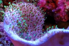 soft-coral-leather-green-tip-016