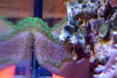 soft-coral-leather-green-tip-017