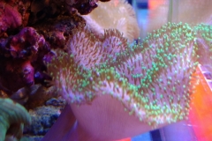 soft-coral-leather-green-tip-018