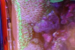 soft-coral-leather-green-tip-019