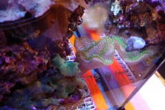 soft-coral-leather-green-tip-020