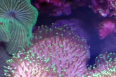 soft-coral-leather-green-tip-021