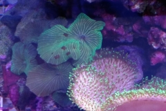 soft-coral-leather-green-tip-022