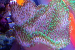 soft-coral-leather-green-tip-023