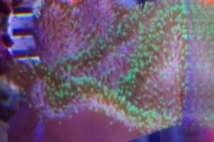 soft-coral-leather-green-tip-024