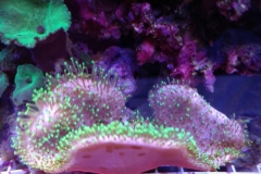 soft-coral-leather-green-tip-025