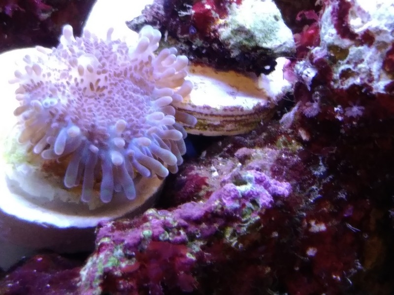 reef recordia mushroom