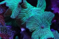 coral-mushroom-green-on-live-rock-001