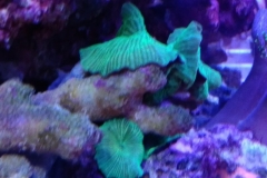 coral-mushroom-green-on-live-rock-002