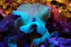 coral-mushroom-green-on-live-rock-003