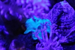 coral-mushroom-green-on-live-rock-004