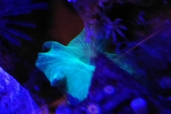 coral-mushroom-green-on-live-rock-005