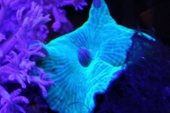 coral-mushroom-green-on-live-rock-006