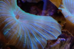 coral-mushroom-green-on-live-rock-007