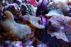 coral-mushroom-green-on-live-rock-008