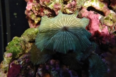 coral-mushroom-green-on-live-rock-009