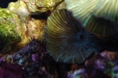 coral-mushroom-green-on-live-rock-010