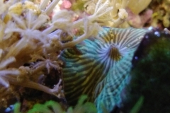 coral-mushroom-green-on-live-rock-011